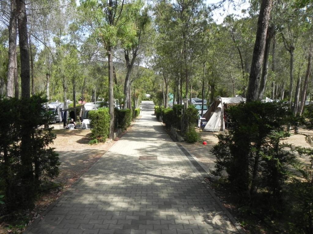Lacona